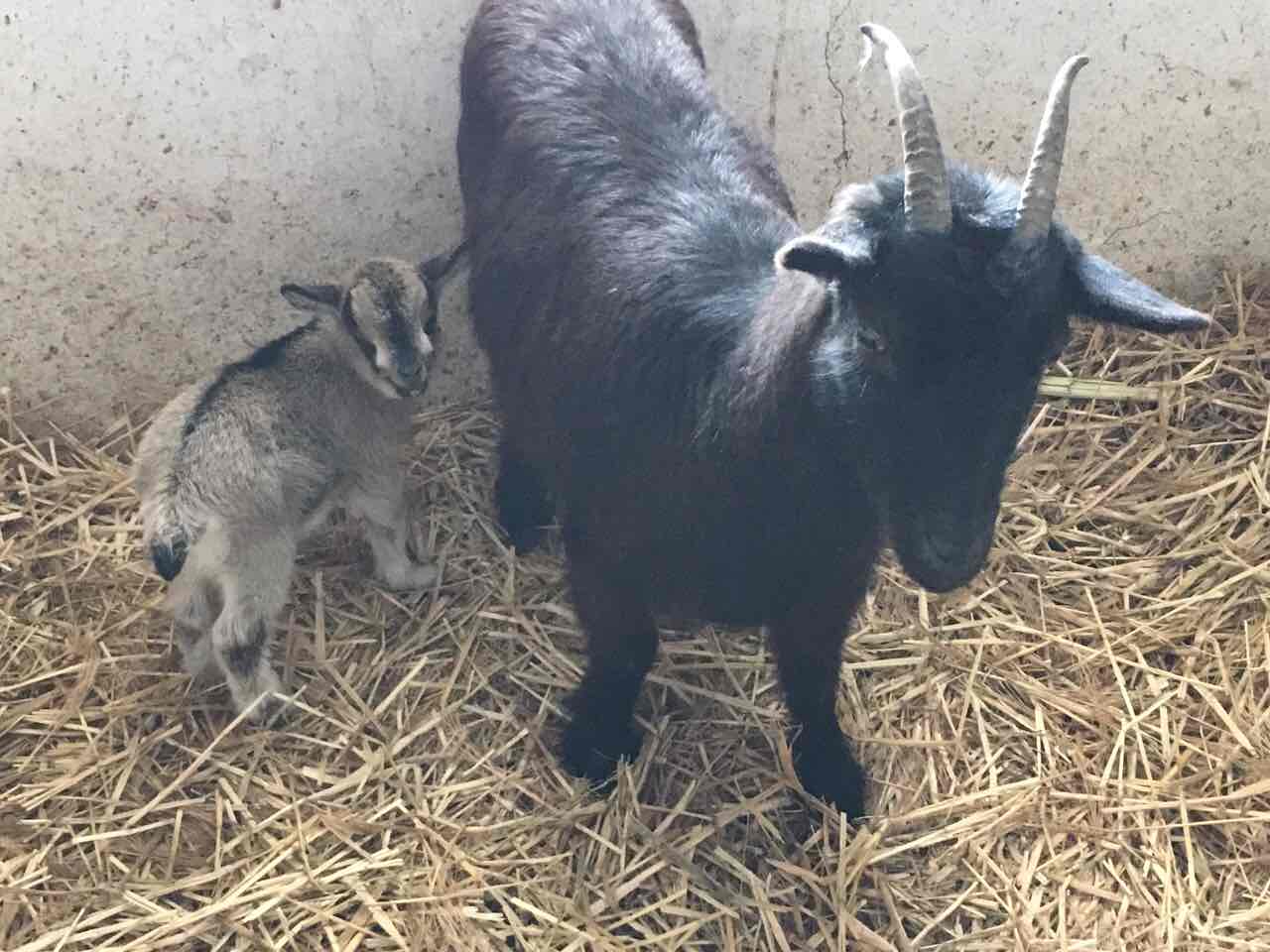 Cameroon dwarf goats